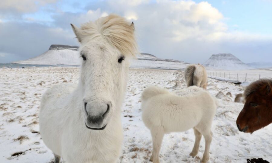 From Reykjavík: Full-day Golden Circle & Horse Riding Tour - A rare pairing: Icelandic horse time plus the Golden Circle