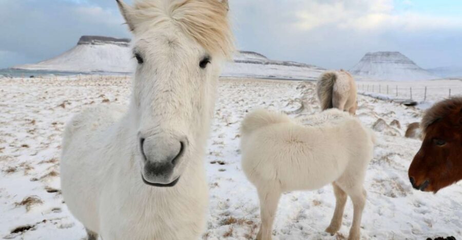 From Reykjavík: Full-day Golden Circle & Horse Riding Tour - Laxnes Horse Farm: what the horseback ride actually includes