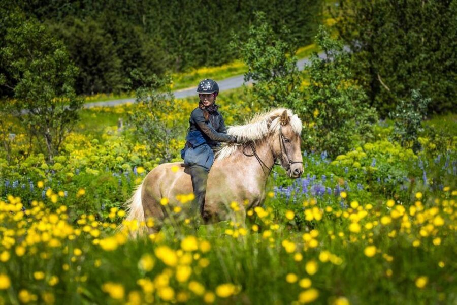From Reykjavik: Full-Day Horse Riding & Golden Circle Tour - Riding out of Reykjavík: Eldhestar, Icelandic horses, and real countryside time