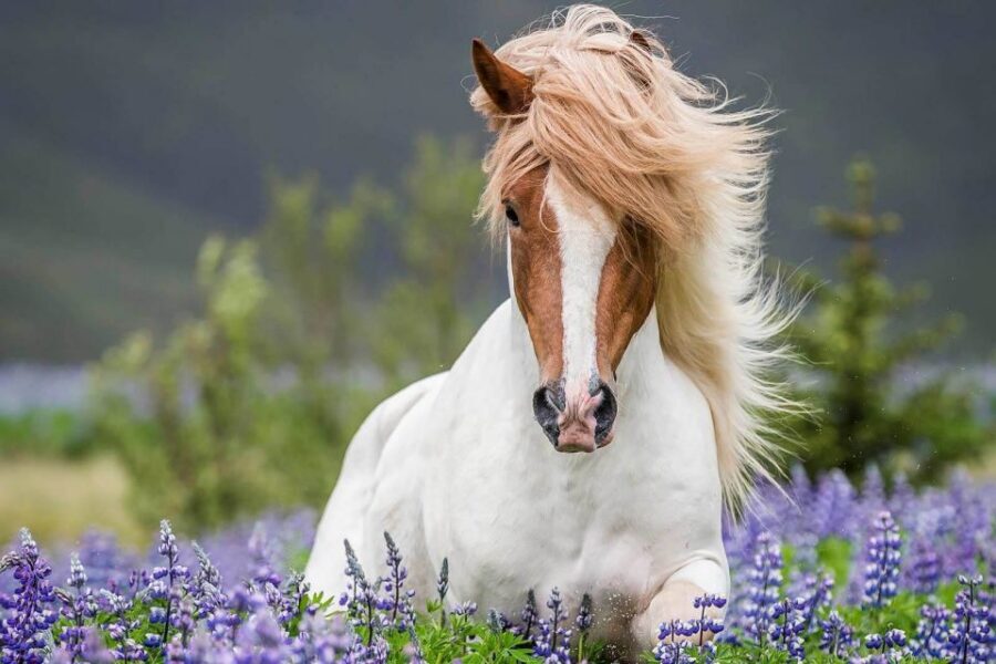From Reykjavik: Full-Day Horse Riding & Golden Circle Tour - The ride-to-lunch handoff: when you’ll eat and why it matters