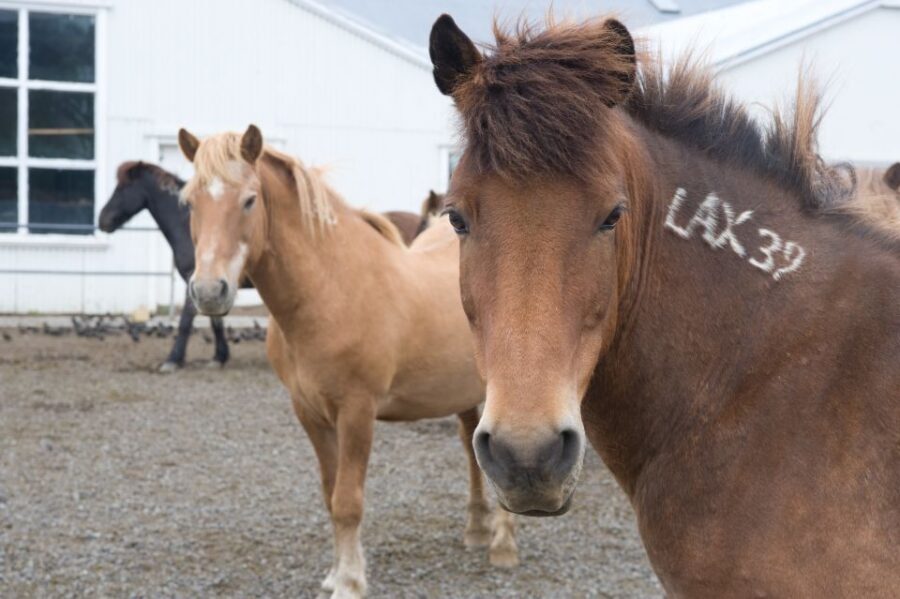 From Reykjavik: Full-Day Horse Riding & Golden Circle Tour - Golden Circle starter: Þingvellir National Park and the walk between continents