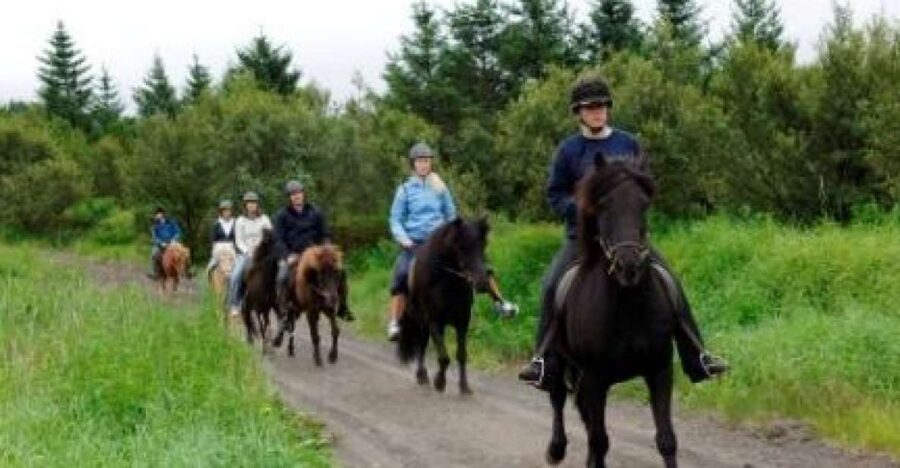 From Reykjavik: Full-Day Horse Riding & Golden Circle Tour - What Icelandic horses feel like (and why first-timers usually do fine)