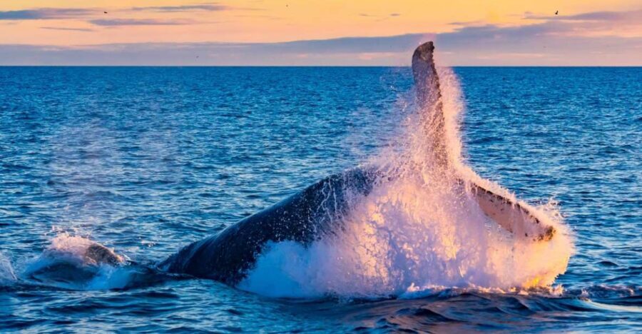 From Reykjavik: Full Day Whale Watching & Golden Circle Tour - Key highlights to know before you go