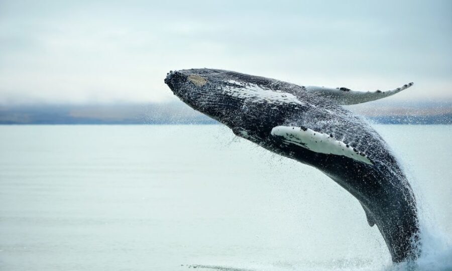 From Reykjavik: Full Day Whale Watching & Golden Circle Tour - Switching gears: getting from the harbor to Thingvellir by bus