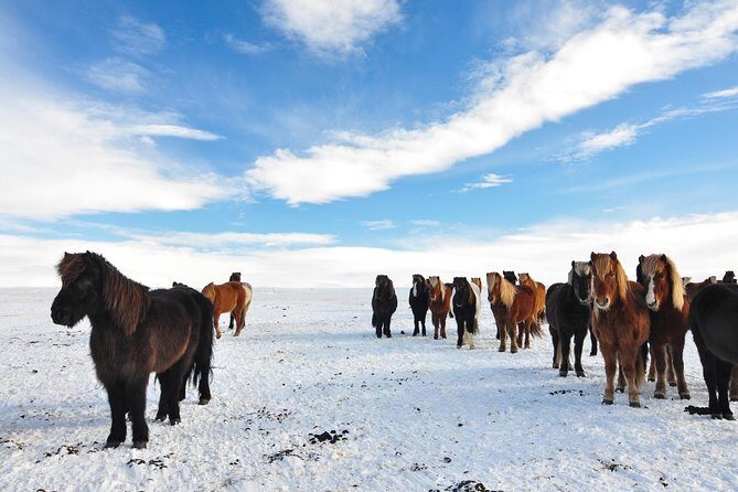 Golden Circle & Viking Horse Experience - What the included perks add up to (and where money really goes)