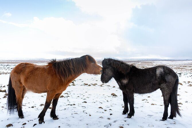 Private Tour Of The Golden Circle With Farm Visits In Iceland - Thingvellir National Park: tectonic plates and Öxarárfoss
