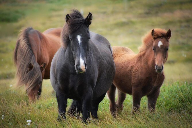 Viking Horse Riding and Golden Circle Tour from Reykjavik - Geysir Geothermal Area: Steam, Mud, and the Name That Started It