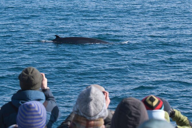 Whale Watching and Golden Circle Tour from Reykjavik - Key things to know before you go