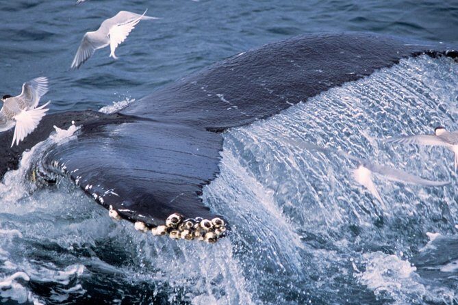 Whale Watching and Golden Circle Tour from Reykjavik - Þingvellir National Park: between continents and Iceland’s parliament roots
